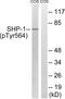 Protein Tyrosine Phosphatase Non-Receptor Type 6 antibody, 79-835, ProSci, Western Blot image 