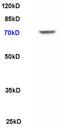 Layilin antibody, orb101856, Biorbyt, Western Blot image 