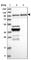 Nuclear valosin-containing protein-like antibody, HPA028654, Atlas Antibodies, Western Blot image 