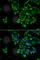 Thyroid Stimulating Hormone Subunit Beta antibody, A6780, ABclonal Technology, Immunofluorescence image 