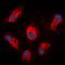 Involucrin antibody, orb214131, Biorbyt, Immunofluorescence image 