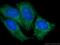 Wnt Family Member 7A antibody, 10605-1-AP, Proteintech Group, Immunofluorescence image 