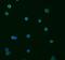 SS-A antibody, MAB6219, R&D Systems, Immunofluorescence image 