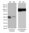 SGT1 Homolog, MIS12 Kinetochore Complex Assembly Cochaperone antibody, LS-C795274, Lifespan Biosciences, Western Blot image 