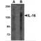 Interleukin 16 antibody, MBS151374, MyBioSource, Western Blot image 