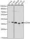 Cyclin H antibody, 13-361, ProSci, Western Blot image 