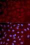 Interferon Regulatory Factor 3 antibody, LS-C746955, Lifespan Biosciences, Immunofluorescence image 