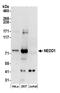 NEDD1 Gamma-Tubulin Ring Complex Targeting Factor antibody, A304-545A, Bethyl Labs, Western Blot image 