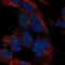 Distal-Less Homeobox 1 antibody, NBP2-58633, Novus Biologicals, Immunofluorescence image 