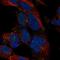 Distal-Less Homeobox 1 antibody, NBP2-58633, Novus Biologicals, Immunofluorescence image 