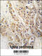 Chloride Intracellular Channel 4 antibody, 62-994, ProSci, Immunohistochemistry paraffin image 