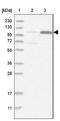 Terminal Uridylyl Transferase 4 antibody, NBP1-83027, Novus Biologicals, Western Blot image 