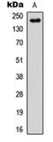Notch Receptor 4 antibody, orb234927, Biorbyt, Western Blot image 