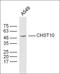 Centromere Protein L antibody, orb182530, Biorbyt, Western Blot image 