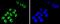 Transcription factor 7-like 2 antibody, NBP2-67618, Novus Biologicals, Immunofluorescence image 