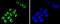 Transcription Factor 7 Like 2 antibody, NBP2-67618, Novus Biologicals, Immunofluorescence image 