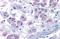 Adhesion G Protein-Coupled Receptor L4 antibody, NBP2-29387, Novus Biologicals, Immunohistochemistry frozen image 