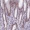 Zinc Finger Protein 317 antibody, HPA042075, Atlas Antibodies, Immunohistochemistry frozen image 