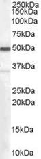 Chromogranin A precursor antibody, STJ70936, St John