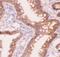 Catenin Alpha 1 antibody, LS-C343999, Lifespan Biosciences, Immunohistochemistry frozen image 