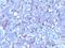 Sialophorin antibody, orb388676, Biorbyt, Immunohistochemistry paraffin image 