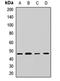 Eukaryotic Translation Initiation Factor 4A3 antibody, orb412267, Biorbyt, Western Blot image 