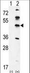 G Kinase Anchoring Protein 1 antibody, LS-C166492, Lifespan Biosciences, Western Blot image 