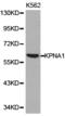 Karyopherin Subunit Alpha 1 antibody, LS-C192816, Lifespan Biosciences, Western Blot image 