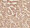 Tectonic Family Member 2 antibody, FNab08568, FineTest, Immunohistochemistry frozen image 