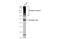 Rhodopsin antibody, GTX129911, GeneTex, Western Blot image 