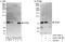 Ribosomal Oxygenase 1 antibody, A303-198A, Bethyl Labs, Western Blot image 