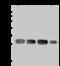 Density Regulated Re-Initiation And Release Factor antibody, 203057-T46, Sino Biological, Western Blot image 