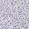 Sodium/hydrogen exchanger 9 antibody, HPA058234, Atlas Antibodies, Immunohistochemistry frozen image 