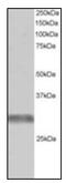 Tripartite Motif Containing 7 antibody, AP31075PU-N, Origene, Western Blot image 