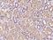 Dynactin Subunit 6 antibody, 200717-T08, Sino Biological, Immunohistochemistry frozen image 