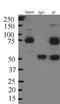 Synaptic Vesicle Glycoprotein 2A antibody, NBP1-82964, Novus Biologicals, Immunoprecipitation image 