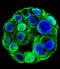 Sp1 Transcription Factor antibody, LS-C161407, Lifespan Biosciences, Immunofluorescence image 