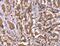 Histidine Rich Glycoprotein antibody, MBS2518243, MyBioSource, Immunohistochemistry paraffin image 