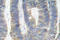 Eukaryotic Translation Initiation Factor 2 Alpha Kinase 2 antibody, LS-C177695, Lifespan Biosciences, Immunohistochemistry paraffin image 