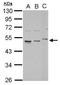 Ribosomal Protein L4 antibody, GTX112184, GeneTex, Western Blot image 