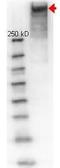 KLH protein antibody, orb345884, Biorbyt, Western Blot image 