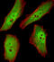 Ring-Box 1 antibody, A00524-1, Boster Biological Technology, Immunofluorescence image 