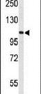 AF4/FMR2 Family Member 4 antibody, PA5-26692, Invitrogen Antibodies, Western Blot image 