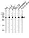 Acetylcholinesterase antibody, M03519, Boster Biological Technology, Western Blot image 