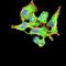 Early Growth Response 2 antibody, orb381897, Biorbyt, Immunocytochemistry image 