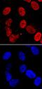 PC4 And SFRS1 Interacting Protein 1 antibody, MAB3468, R&D Systems, Immunohistochemistry frozen image 