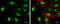 Transketolase Like 1 antibody, GTX109459, GeneTex, Immunocytochemistry image 