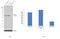 DnaJ Heat Shock Protein Family (Hsp40) Member B1 antibody, PA5-17382, Invitrogen Antibodies, Western Blot image 