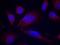 Nitric Oxide Synthase 3 antibody, LS-C336056, Lifespan Biosciences, Immunofluorescence image 