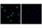 Protein Kinase C Theta antibody, 13643S, Cell Signaling Technology, Immunofluorescence image 